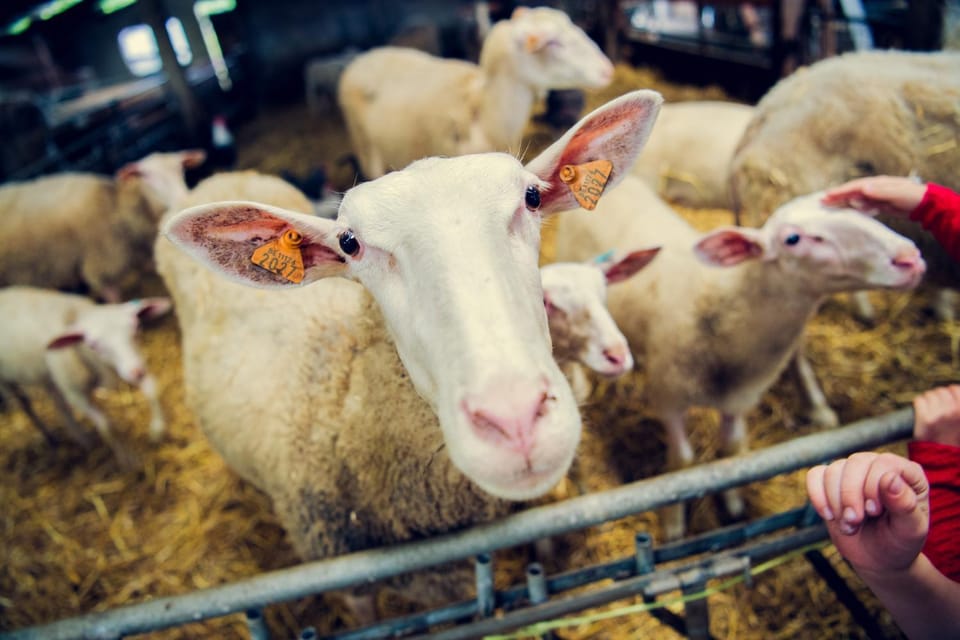 De Schaapskooi Farm Stay in Flanders