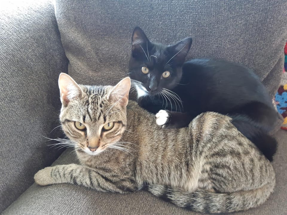 Pets