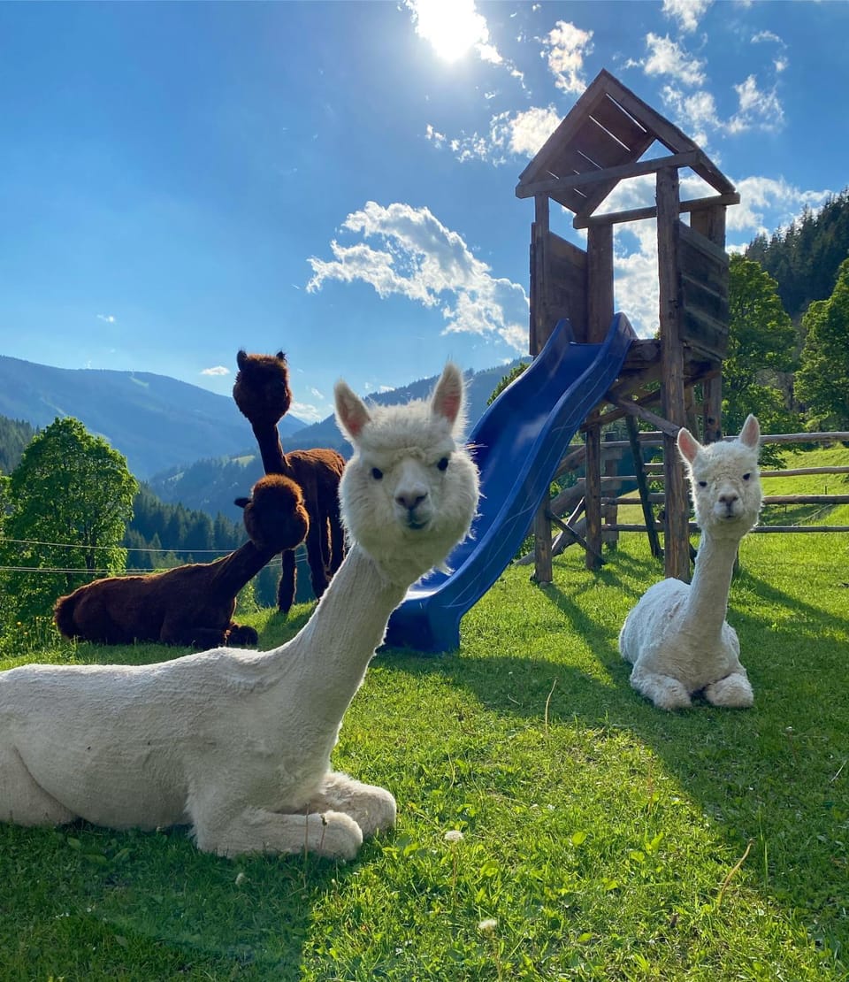 Animals