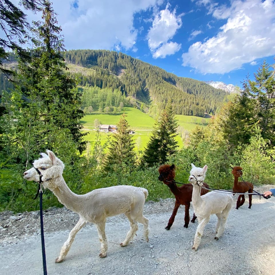 Property building, Animals