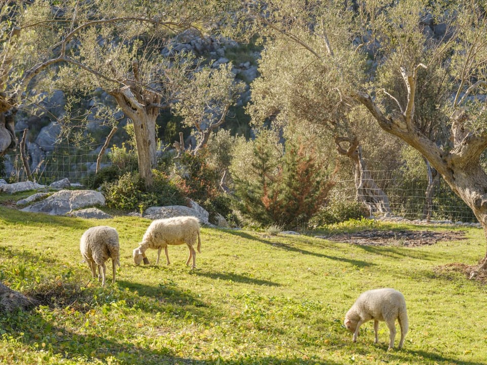 Agroturismo Muleta de Ca S'hereu Farm Stay in Raiguer
