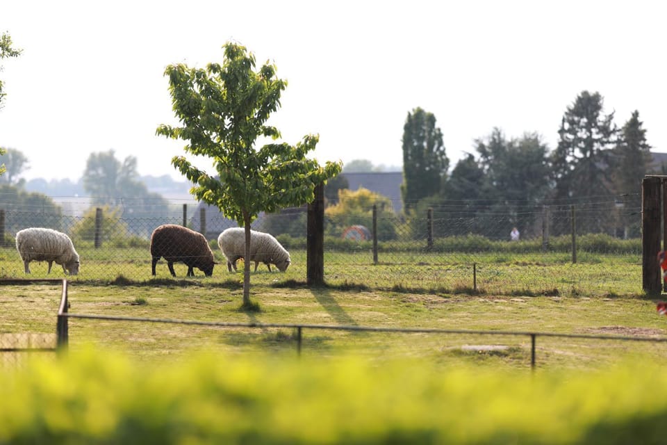 Animals, Garden view