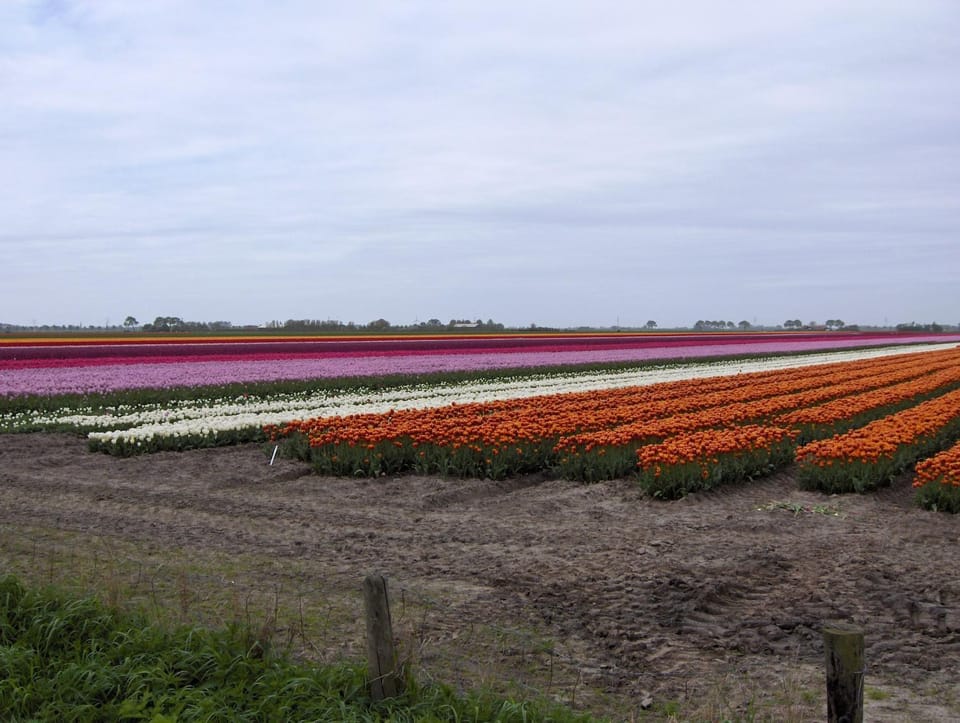 Spring