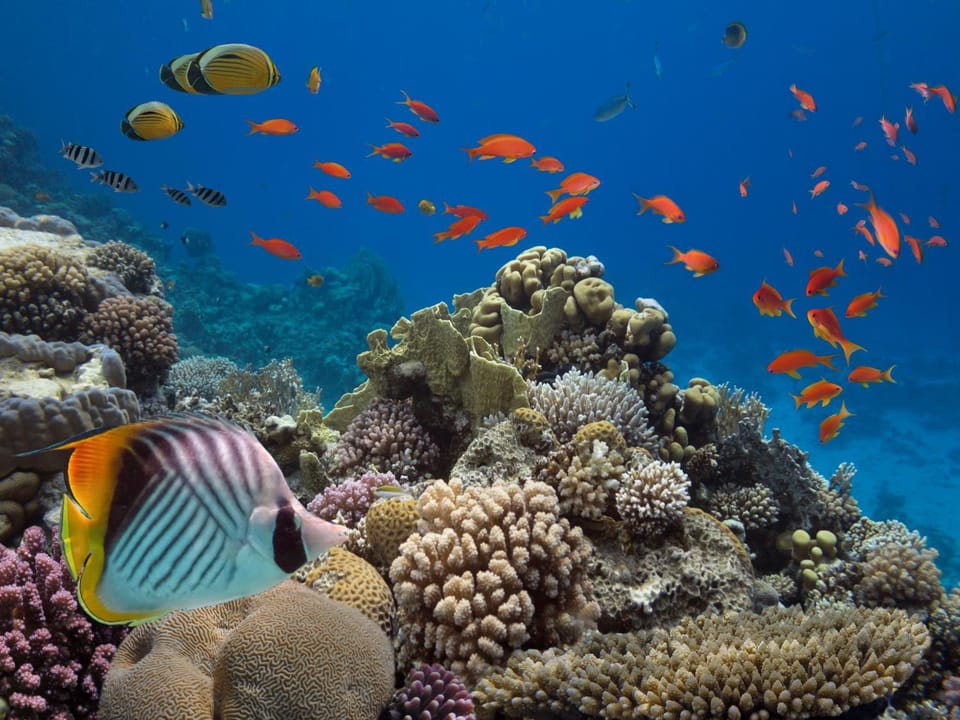 Natural landscape, Snorkeling, Snorkeling, Beach, Beach, Diving, Diving, Animals, Animals, Animals