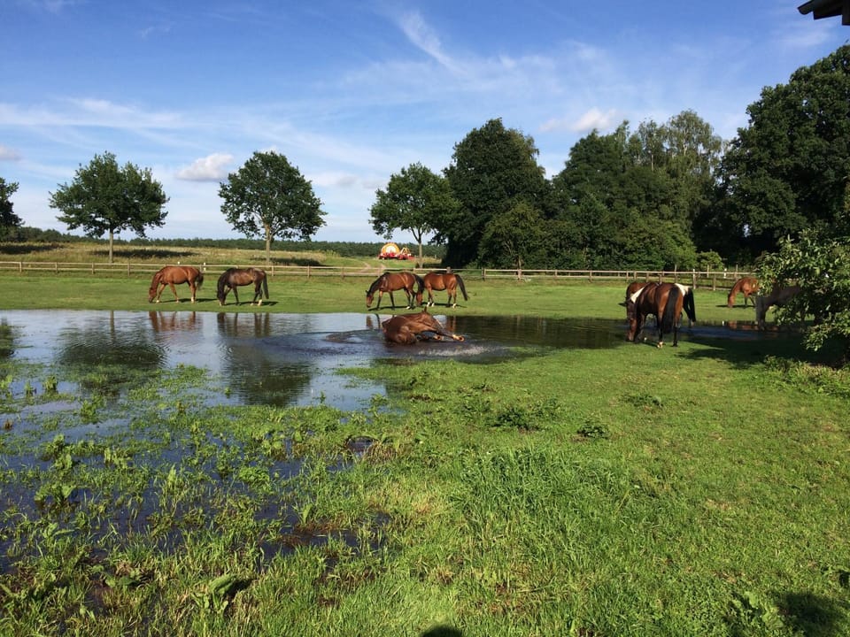 Horse-riding, Animals