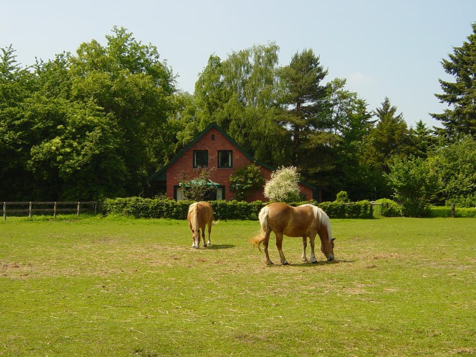 Property building, Summer, Garden, View (from property/room), Animals, On site, Garden view