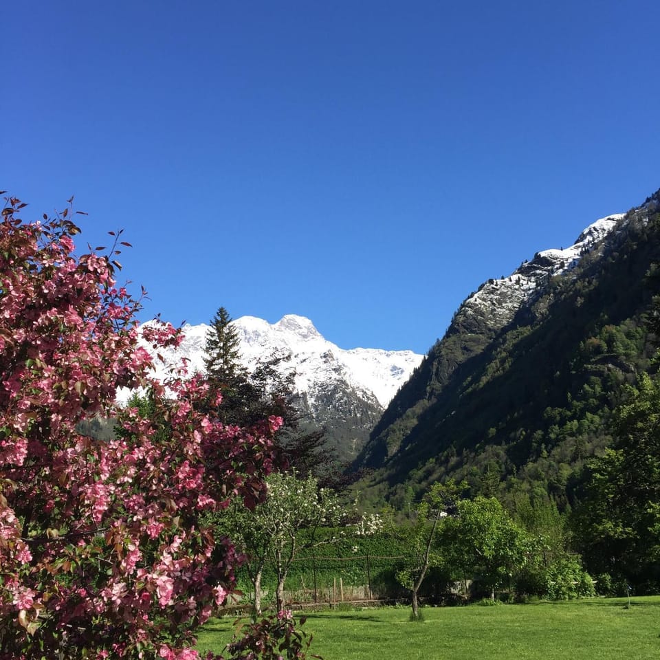 Garden, Mountain view