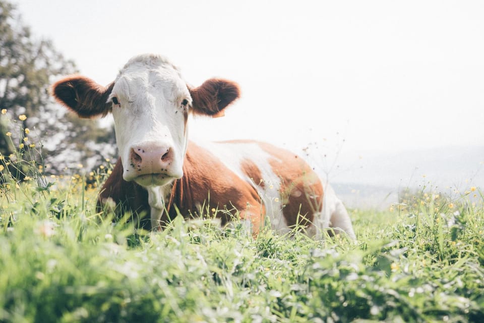 Essleggerhof Farm Stay in Carinthia, Austria