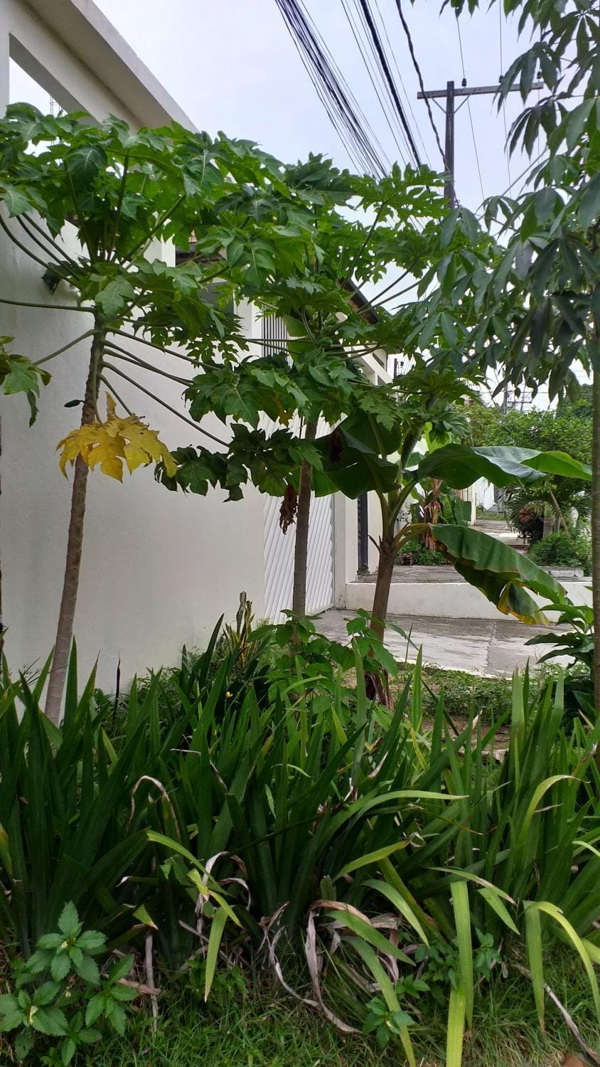Arapiri Guest House Vacation rental in Manaus