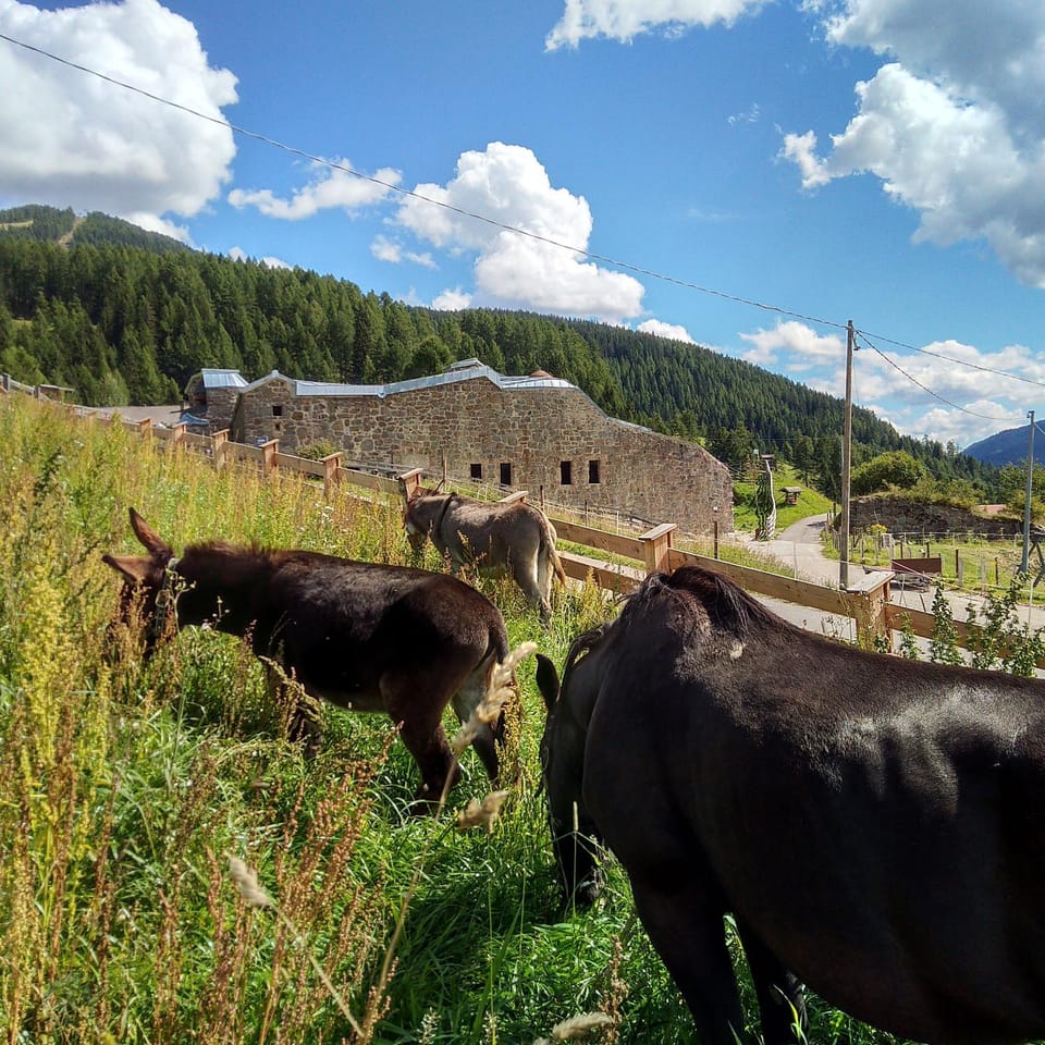 Animals
