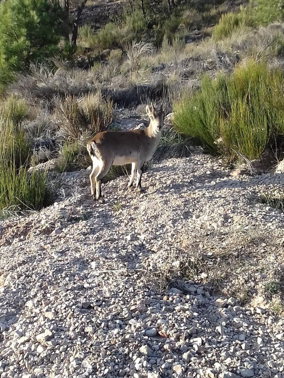 Hiking, Animals