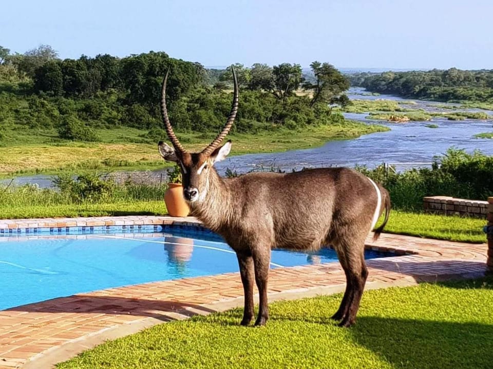 Summer, Animals, On site, Landmark view, Pool view, River view, Swimming pool, Sunrise