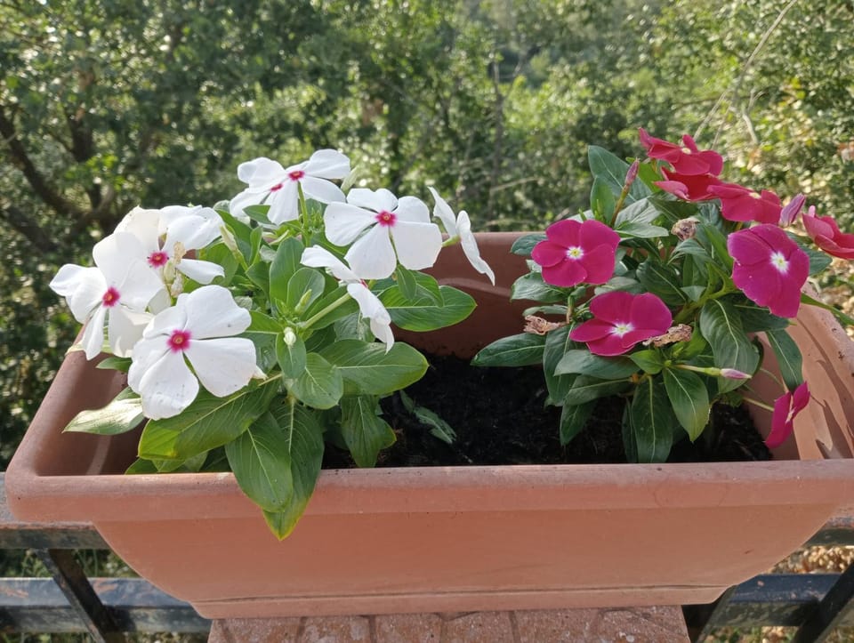 Garden view