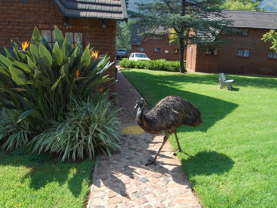 Animals, Garden view