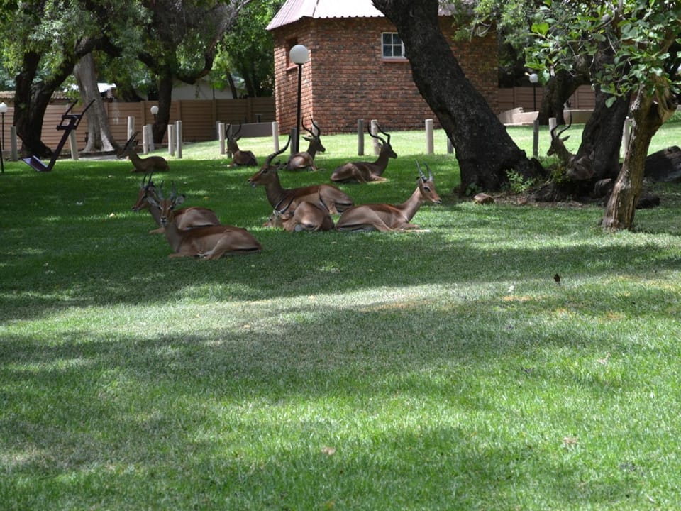 Animals, Garden view