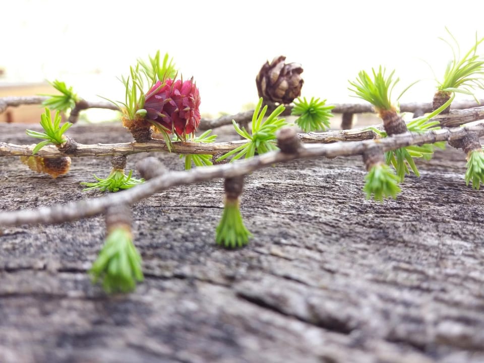 Spring, Area and facilities