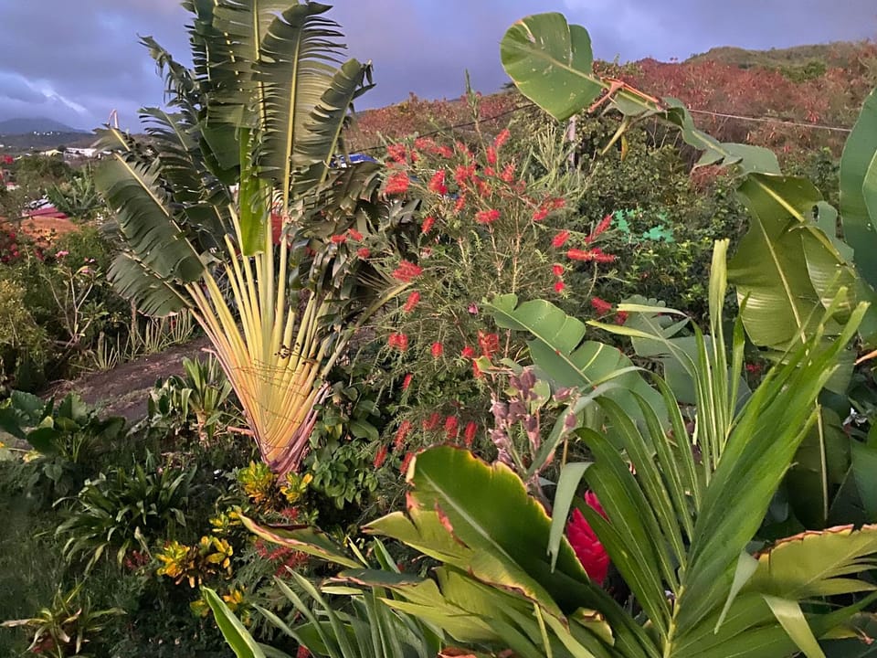 Garden view