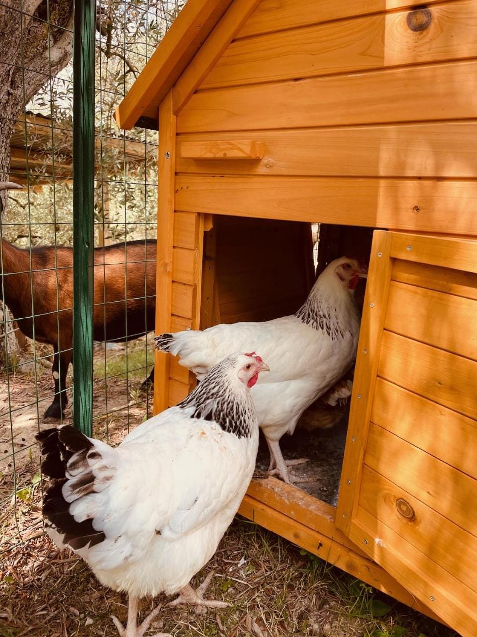 Activities, Garden, children