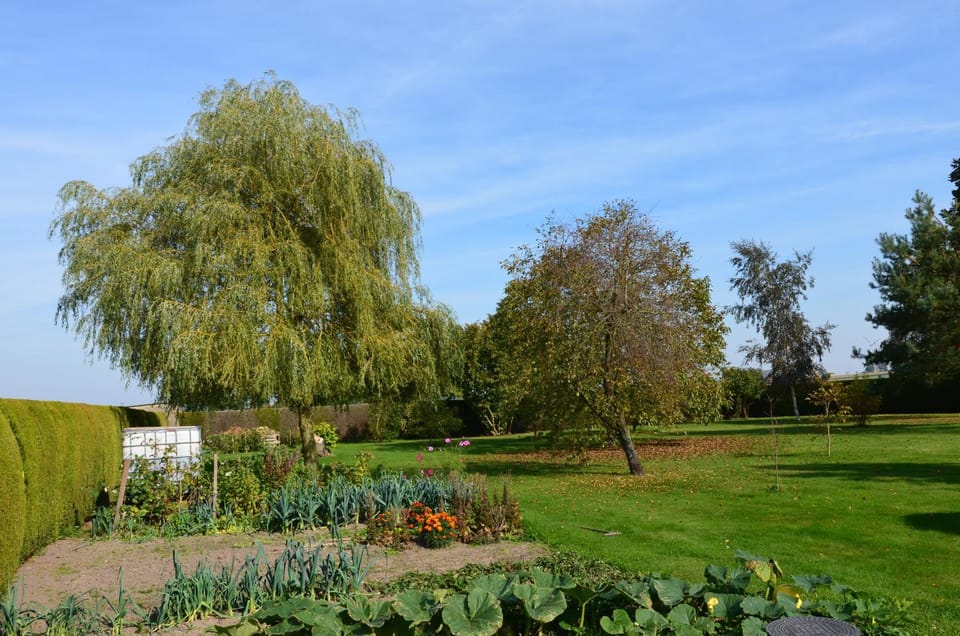 On site, Garden view