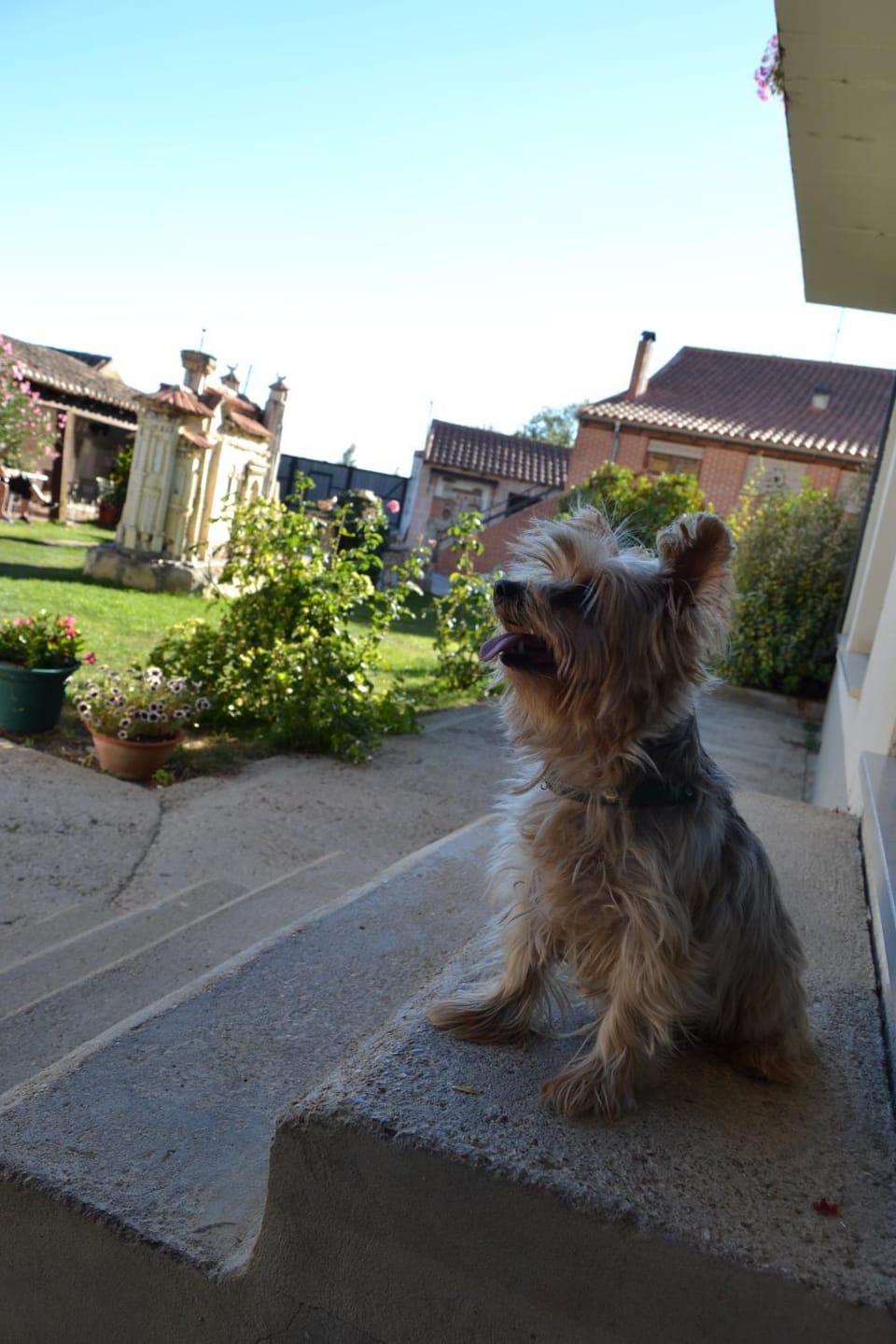 Garden, Autumn, On site, Pets, Sunset
