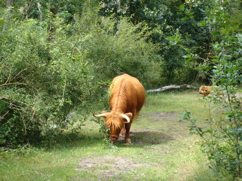 Natural landscape, Animals