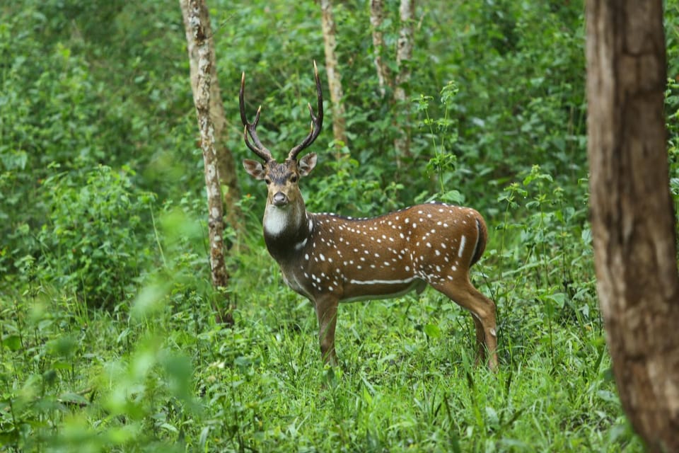 Day, Animals