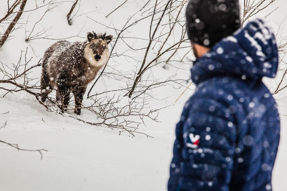 Neighbourhood, Animals