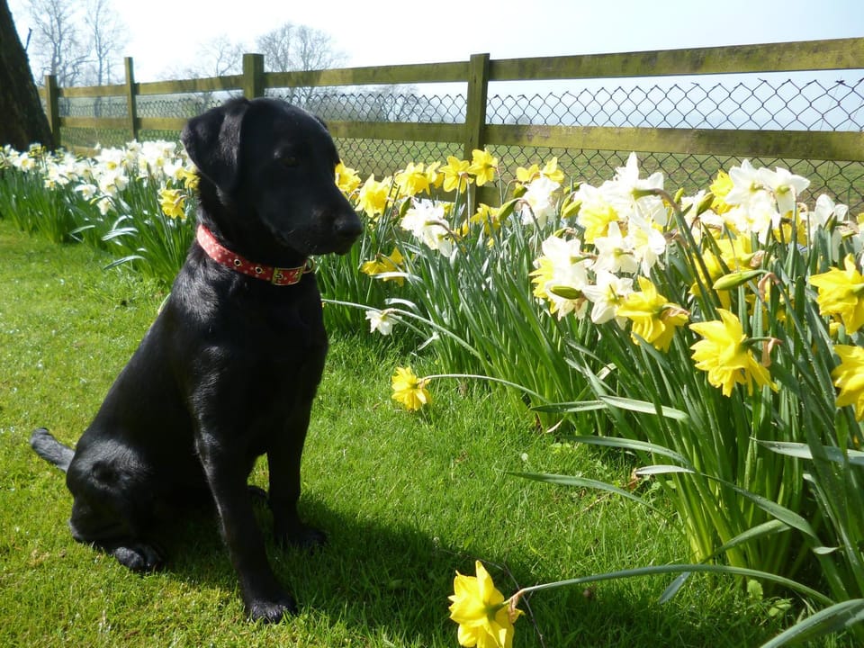 White House Farm Cottages House in Daventry District