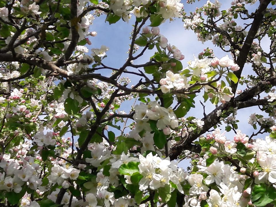 Spring, Garden