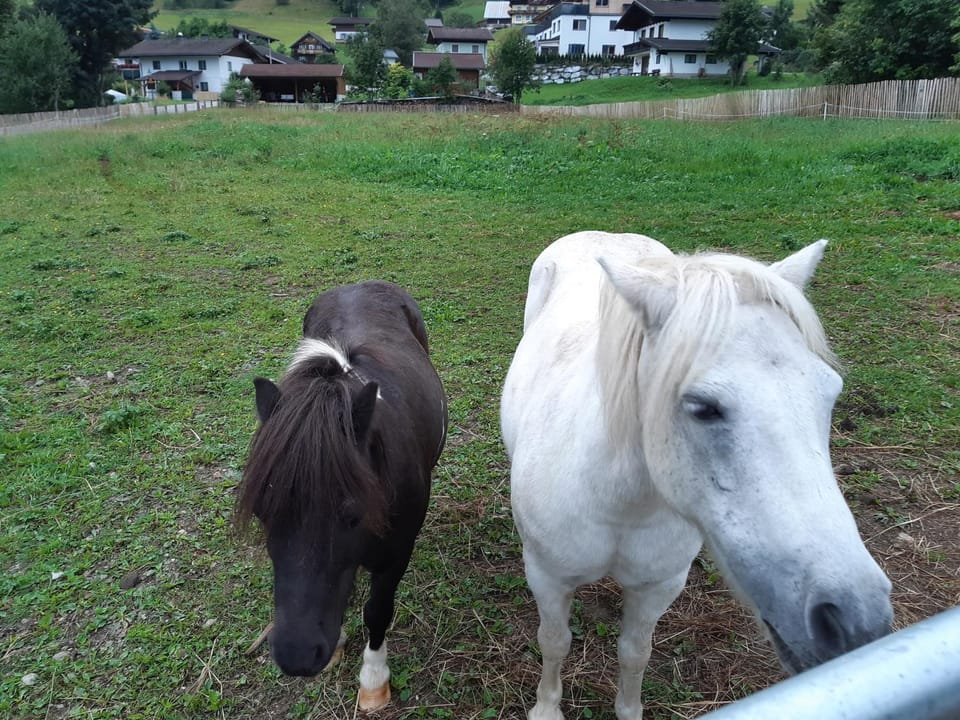 Animals
