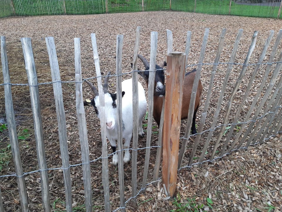 Animals