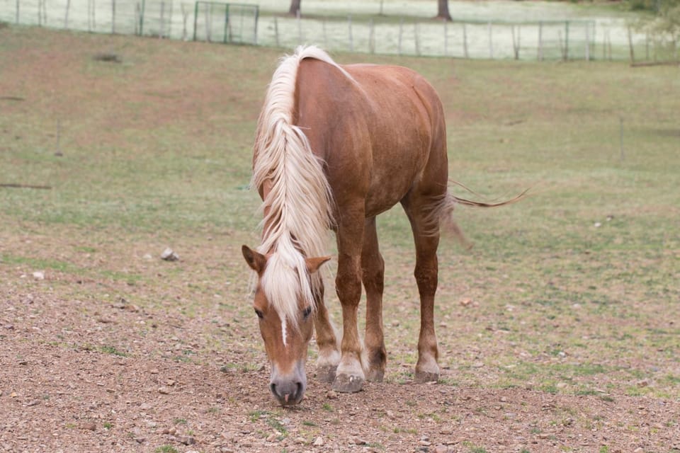 Horse-riding, Animals