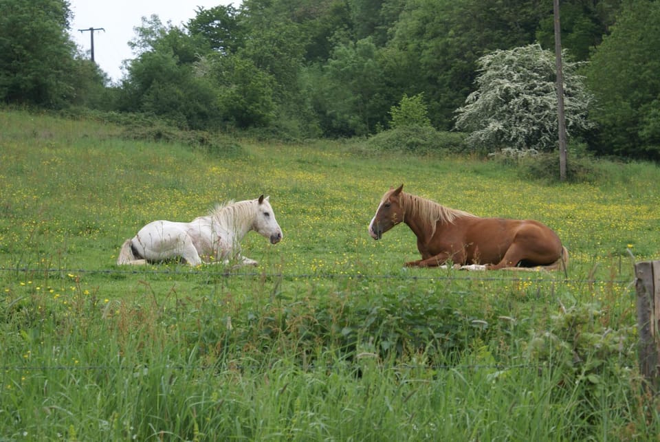 Animals