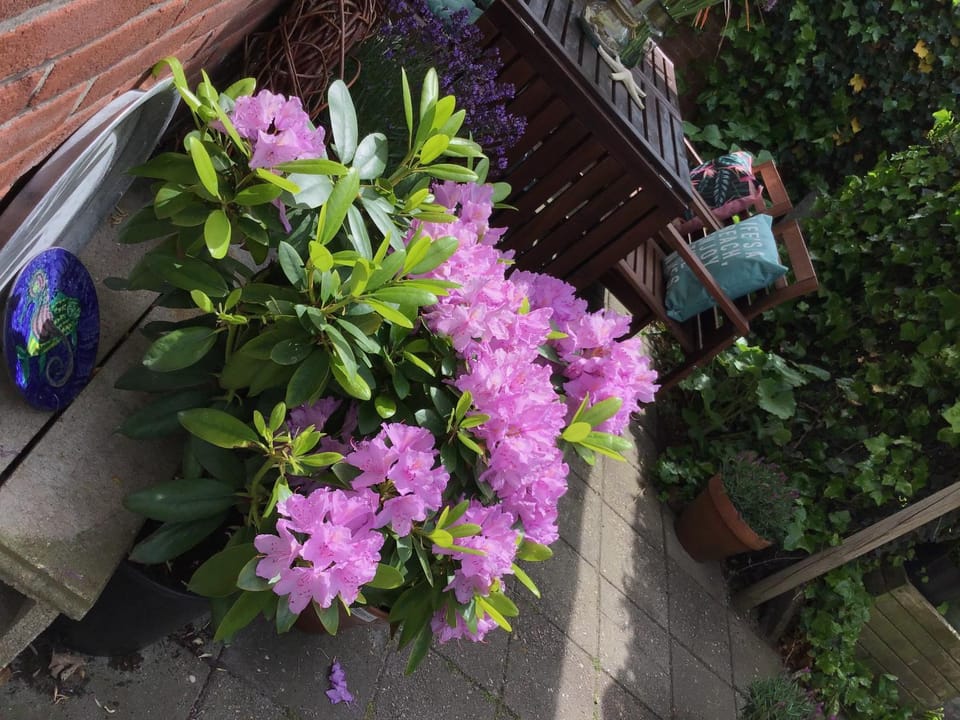 Garden, Balcony/Terrace