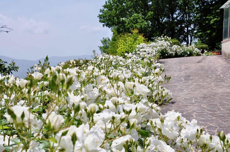 Natural landscape, Summer