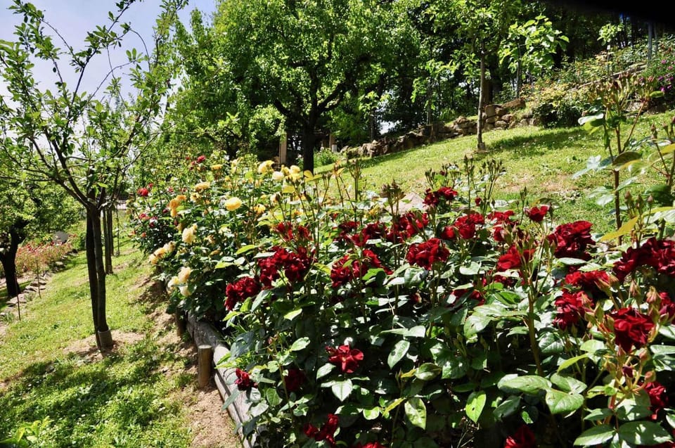 Natural landscape, Summer