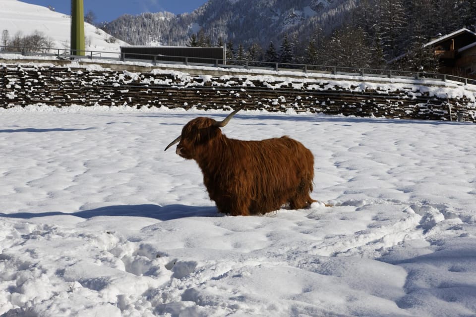 Winter, Animals