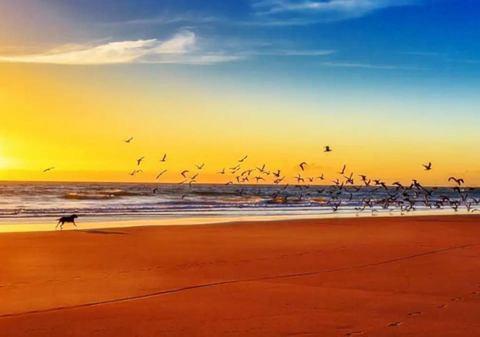 Beach, Pets