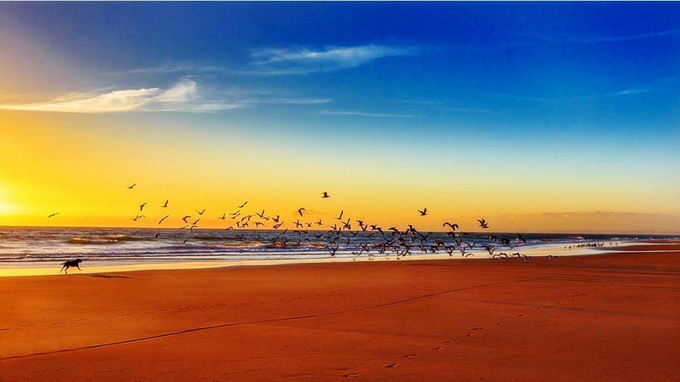 Beach, Pets