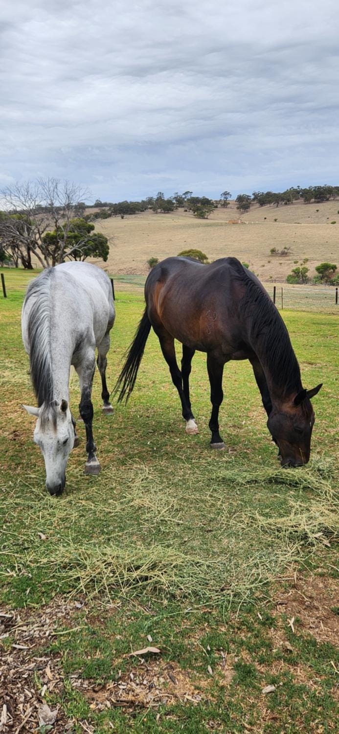 Horse-riding, Animals
