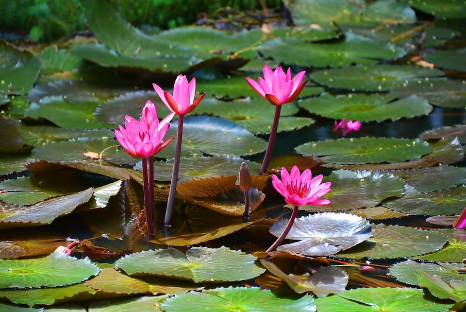 Decorative detail, Lake view
