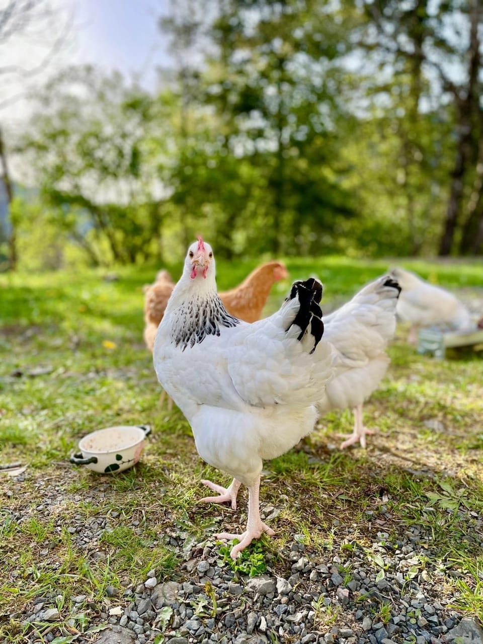 Animals, Pets