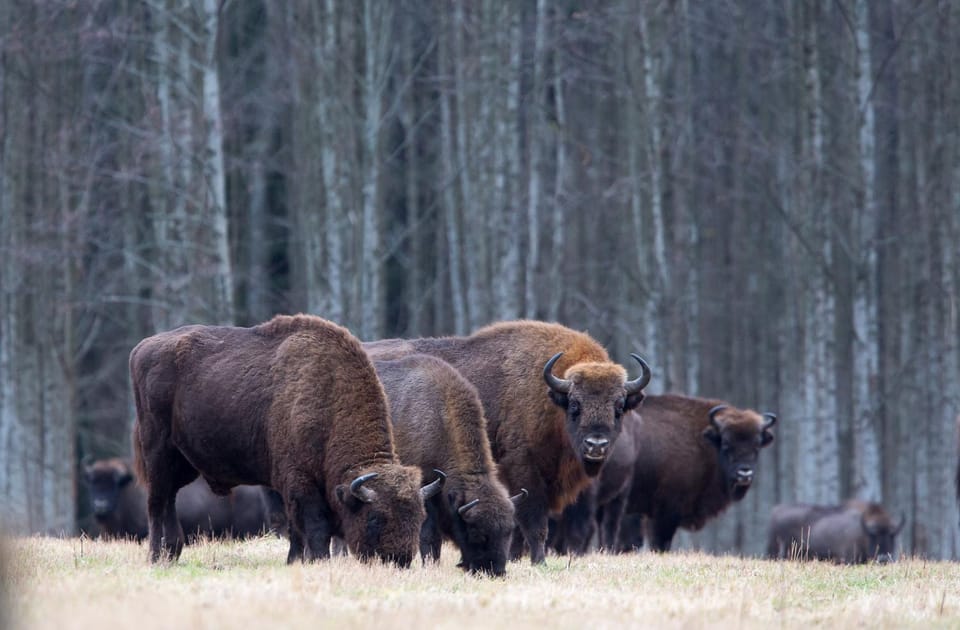 Animals