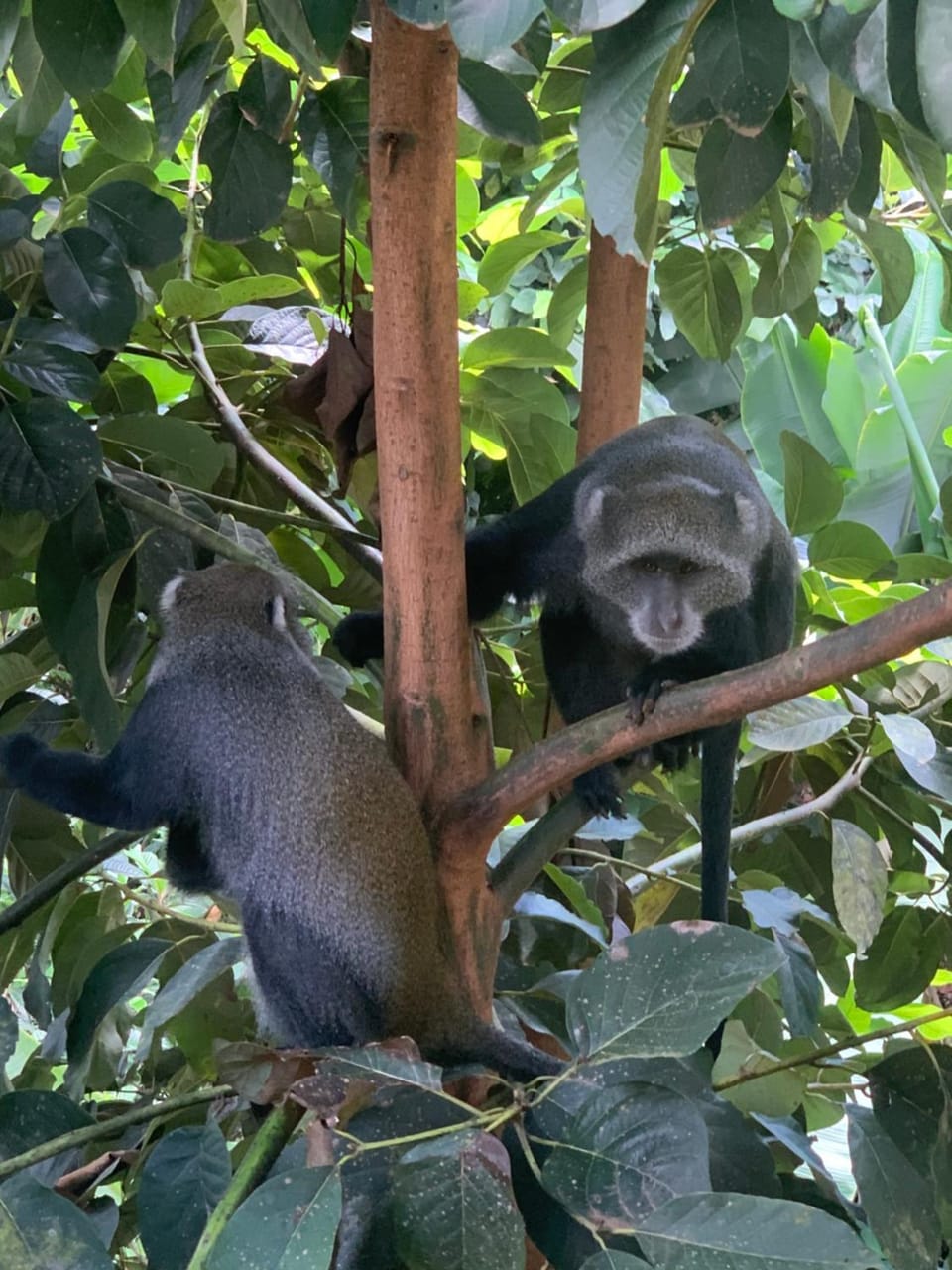 Animals