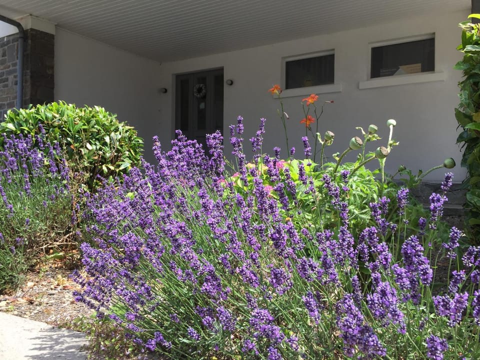 La villa des Savoyards House in Vielsalm