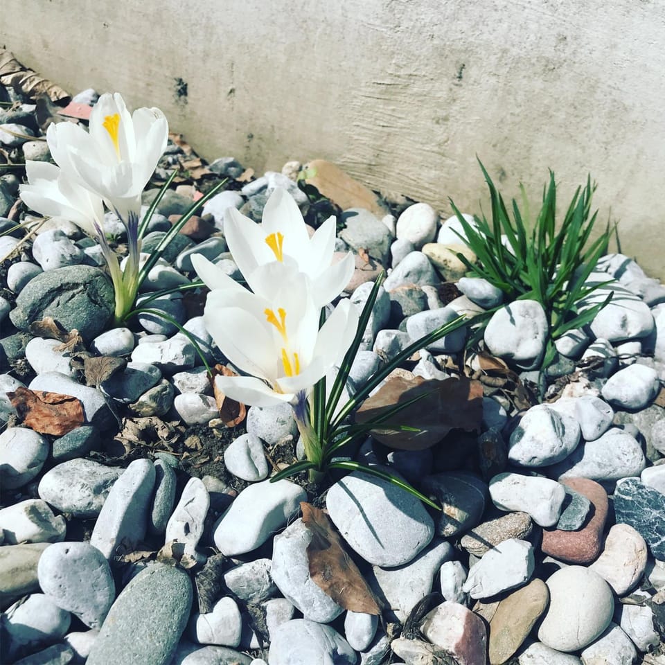 Spring, Garden