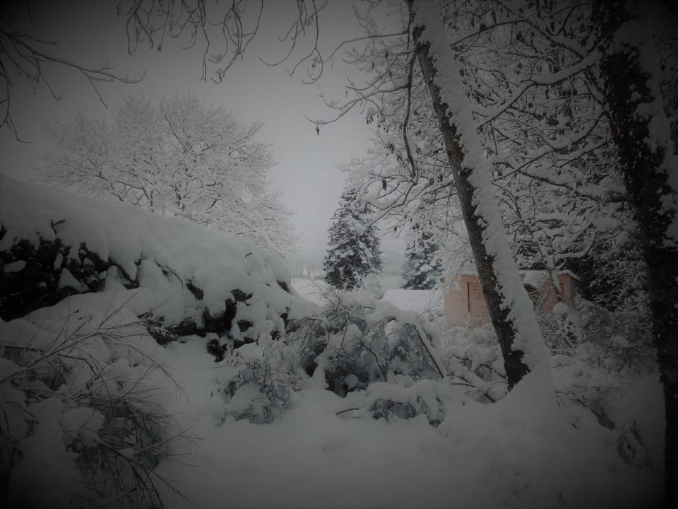 Winter, Garden