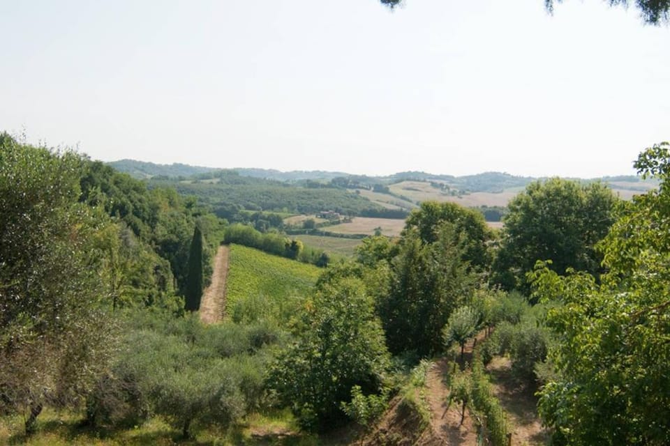 Summer, Garden, Garden view
