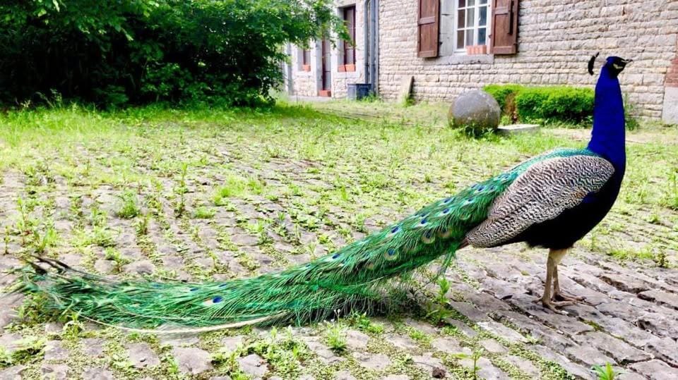 Manoir de Tromcourt Bed and Breakfast in Belgium
