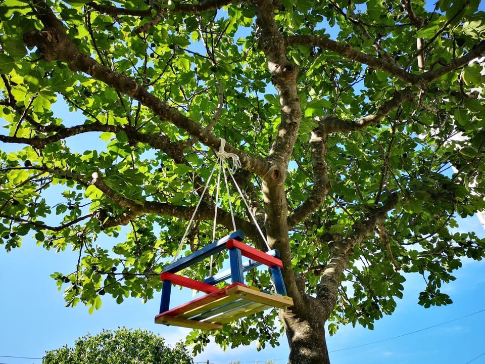 Day, Activities, Garden